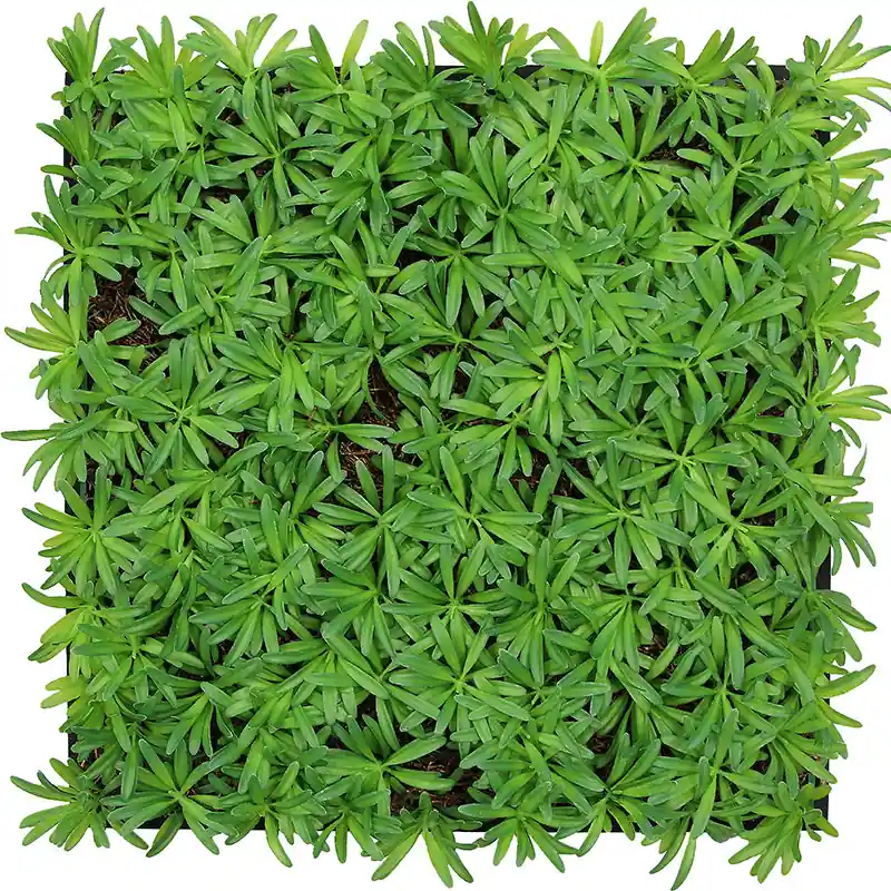 Begrenztes Angebot JANGAL Modular Wall Akustik Wandpaneel 520 x 520 x 50 mm Podocarpus Tea Tree Naturfaser Pflanzenwand