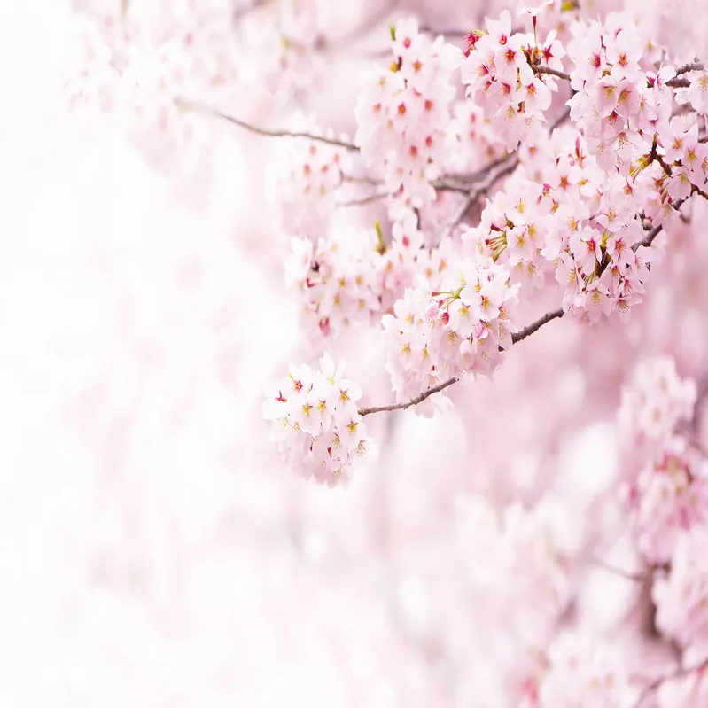 Jetzt Kaufen A.S. Creation | Designwalls 2.0 | DD119028 | Fototapete | Vlies | 384 x 260 cm | Natur | Weiß | Rosa