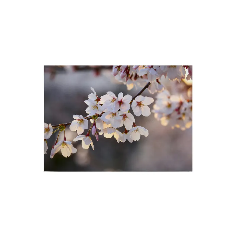 Tadessi Leinwandbild Natur Blüten - 50 x 70 cm - M1-No.50281 - Keilrahmen in Weiß Rosa Bestseller